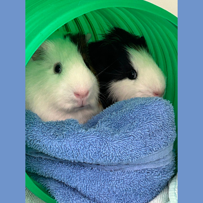 Photo of Kazoo & Trumpet