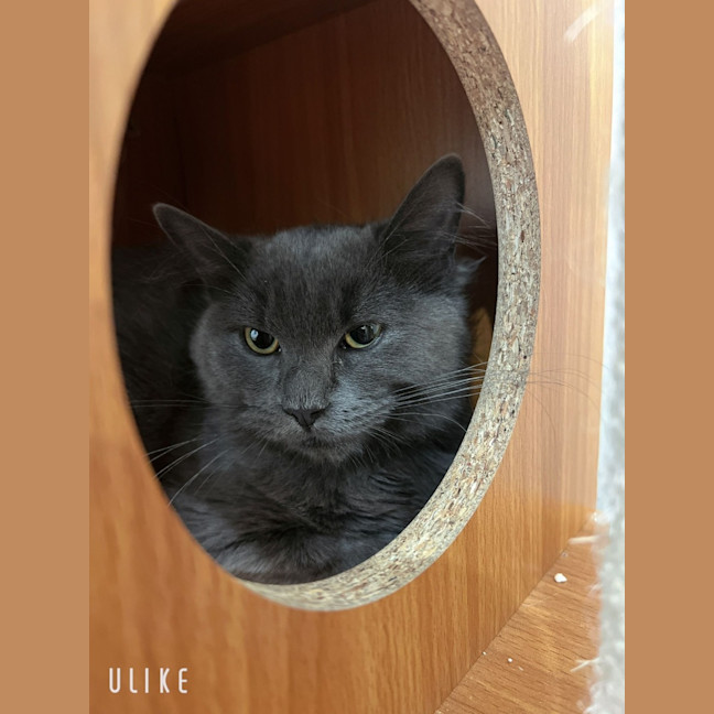 Photo of Mulan