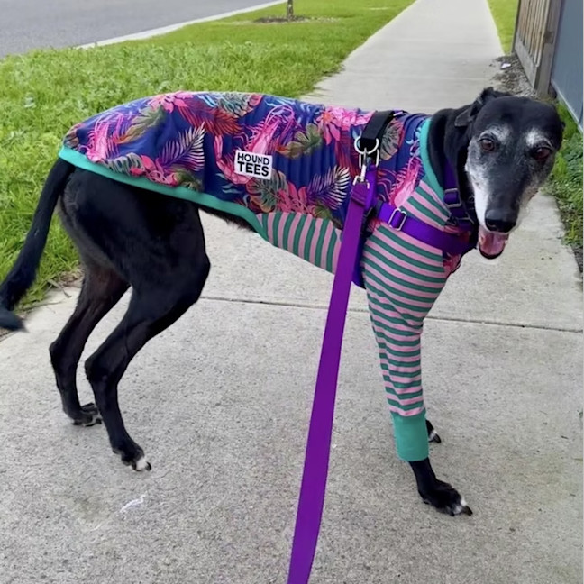 Photo of Reggie