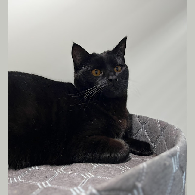 Photo of Ivy