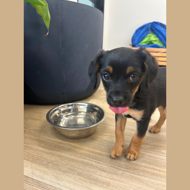 Photo of Daisy