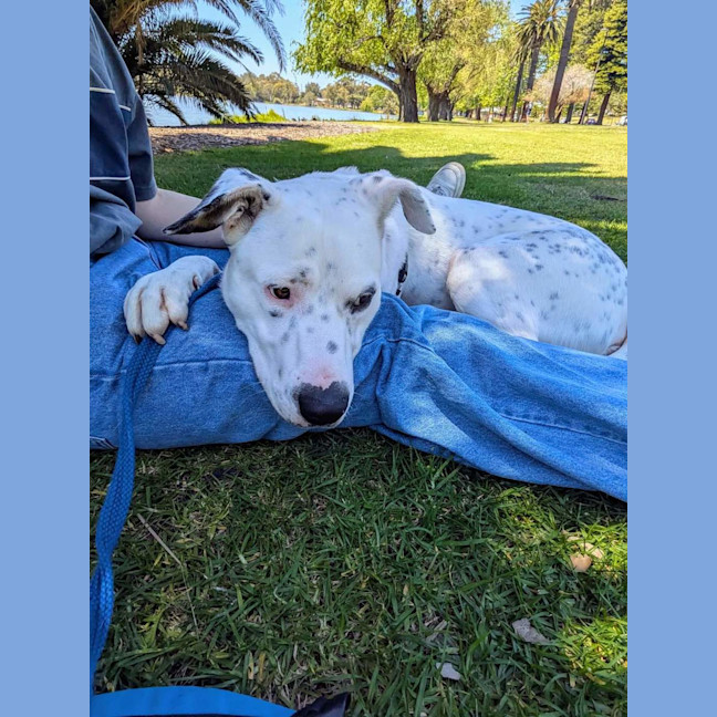 Photo of Bibi