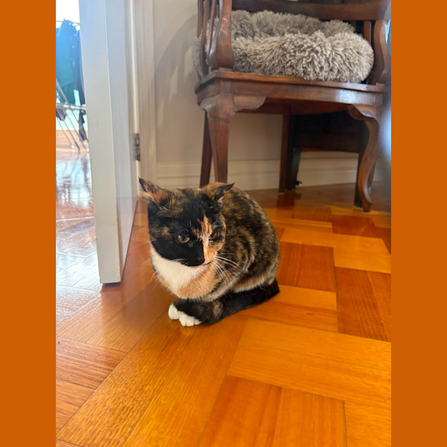 Photo of Luna