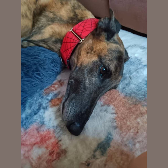 Photo of Dusty, The Greyhound