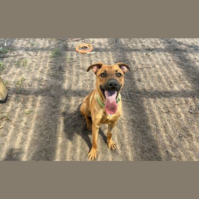 Photo of Scarlet
