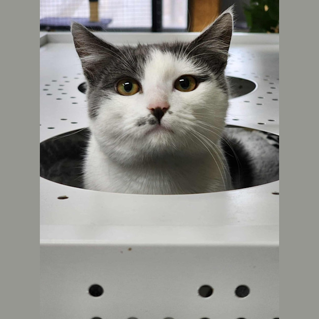 Photo of 💕 Milli 6181 💕