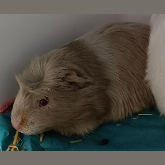 Photo of Cleo