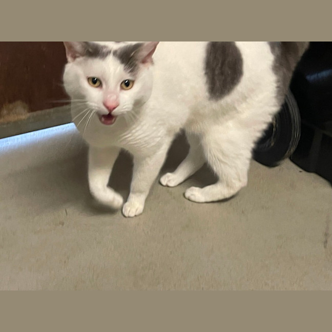 Photo of Mew2