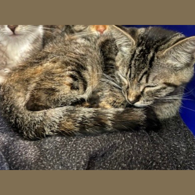 Photo of Ravioli 