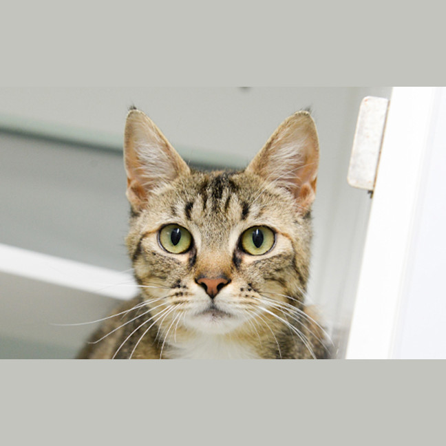 Photo of Cilantro