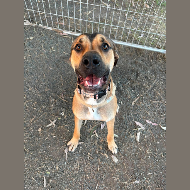 Photo of Bailey