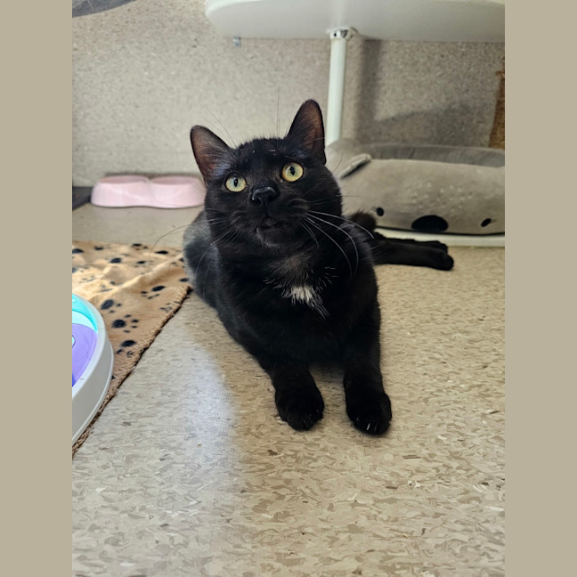 Photo of Lord Farquaad