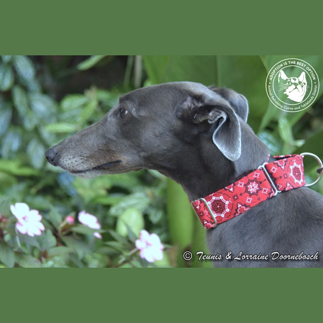 Photo of Sara (No Billy Tea)