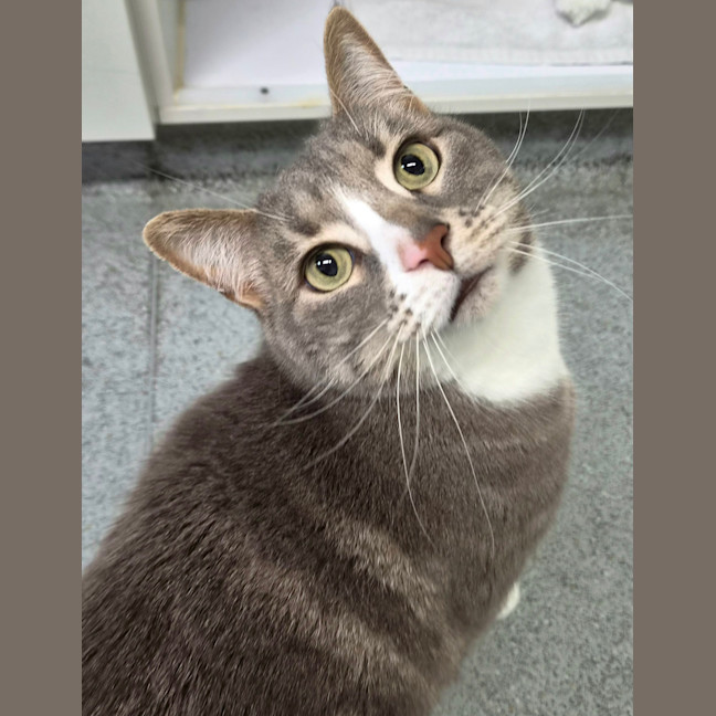 Photo of Shadow 