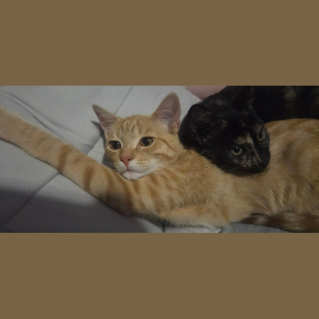 Photo of Maple / Leo