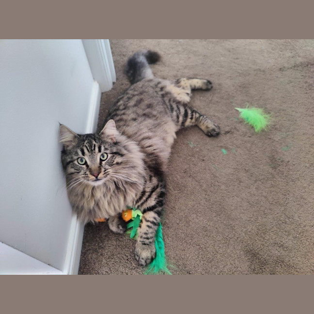 Photo of Aurelian Silvanus