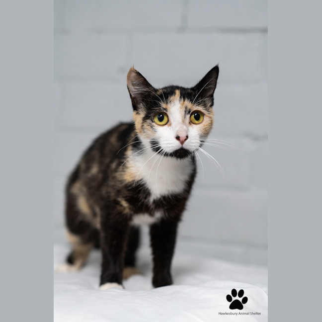 Photo of Sparkle