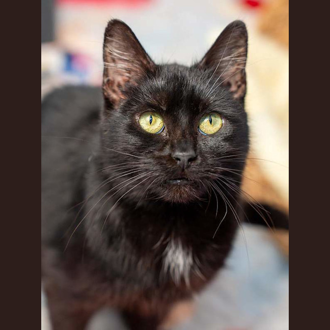 Photo of Loki