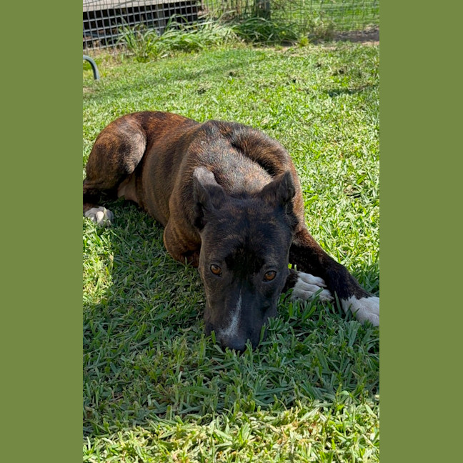 Photo of Flicka
