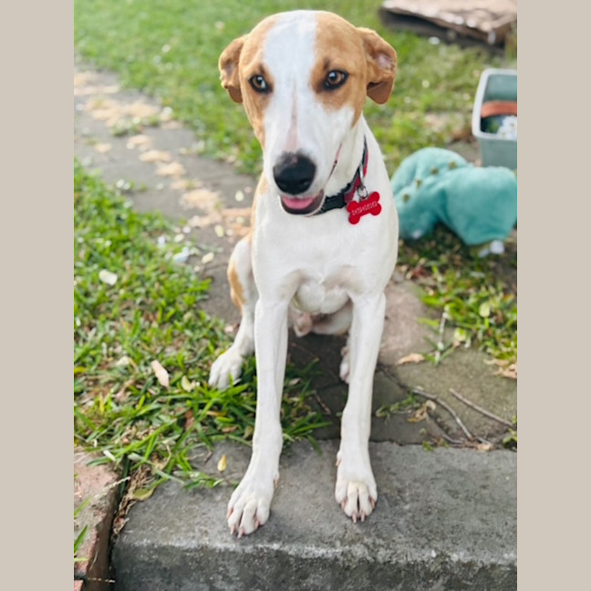 Photo of Nacho   7 Month Old Koolie X Kelpie