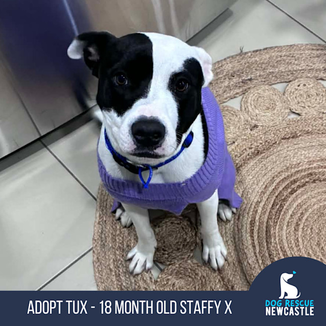 Photo of Tux   18 Month Old Staffy X