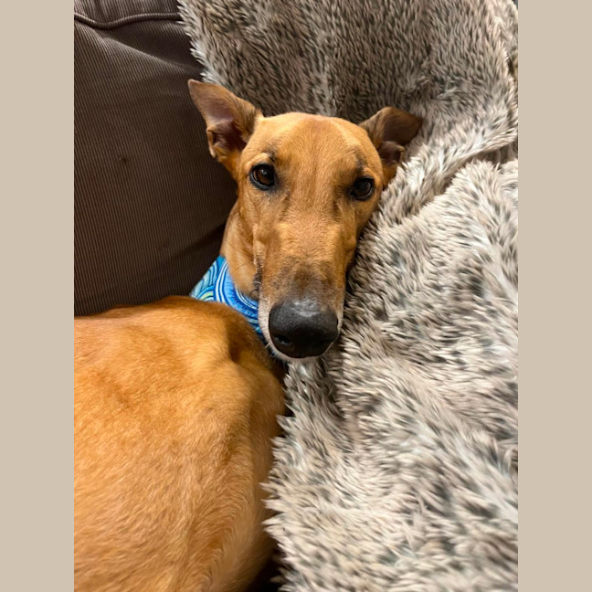 Photo of Rusty, The Greyhound