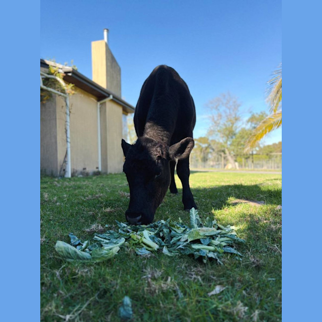 Photo of Moose 