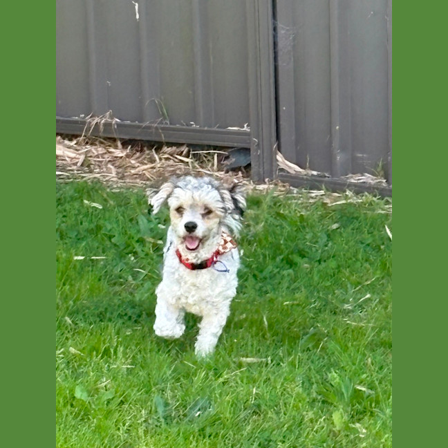 Photo of Bosley   5 Year Old Poodle