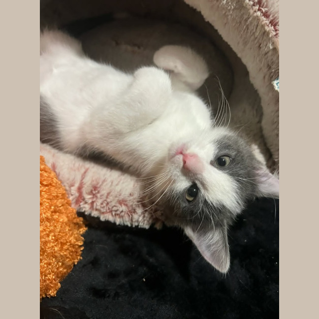 Photo of Cosmo