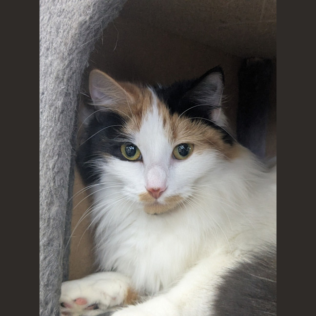 Photo of 🎀Brigita 6395 🎀