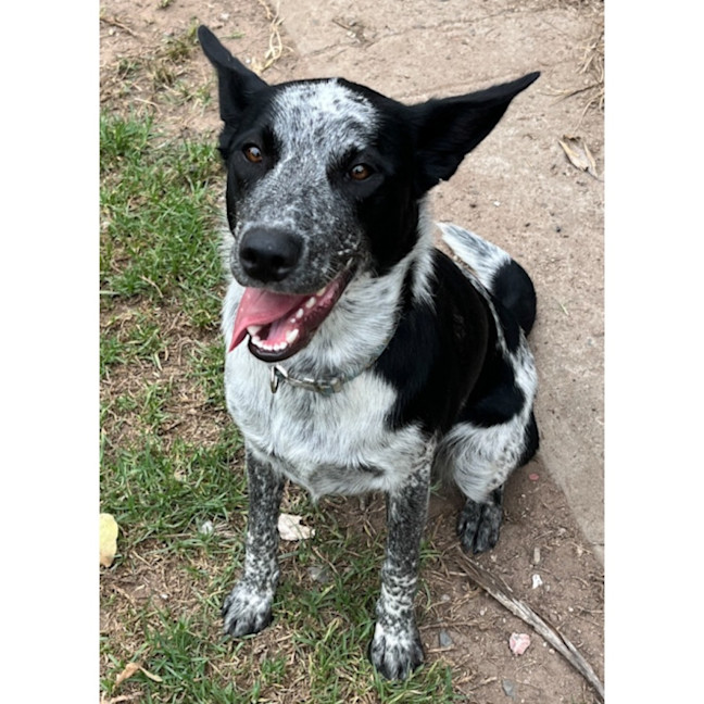 Photo of Pepper