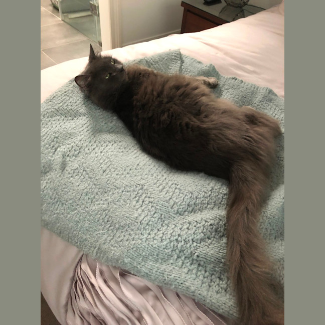 Photo of Gracie *9 Lives Project Rescue*