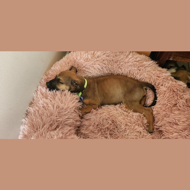 Photo of Athena   10 Week Old Kelpie X