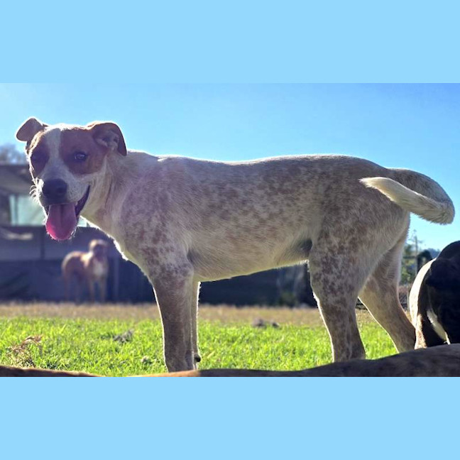 Photo of Bandit