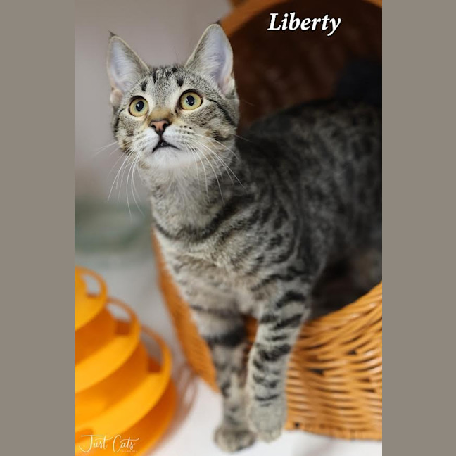 Photo of Liberty