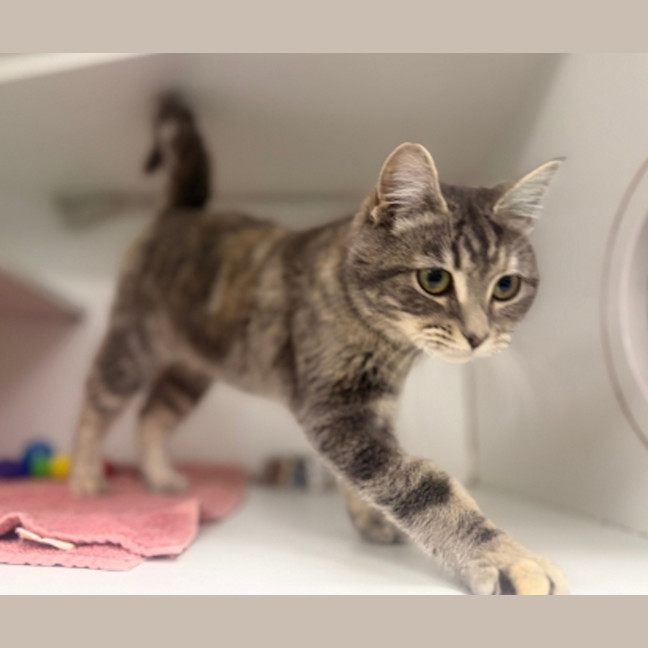 Photo of Catitha