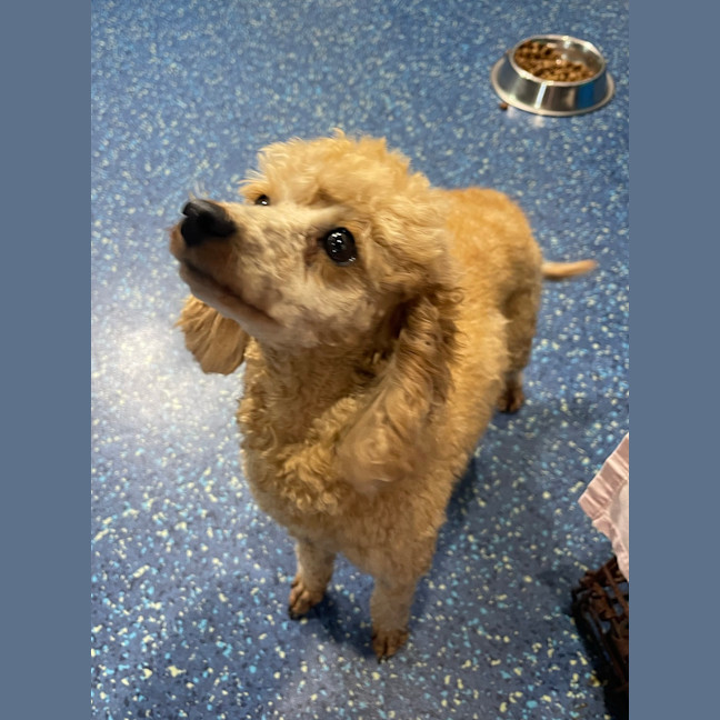 Photo of Zelda