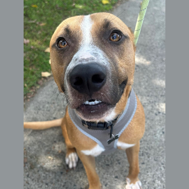 Photo of D1096 Diggy