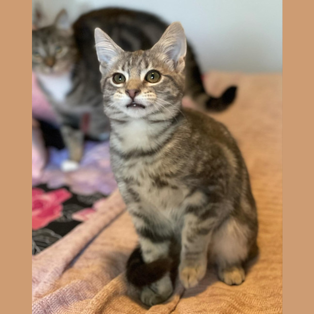 Photo of Miyo **2nd Chance Cat Rescue**