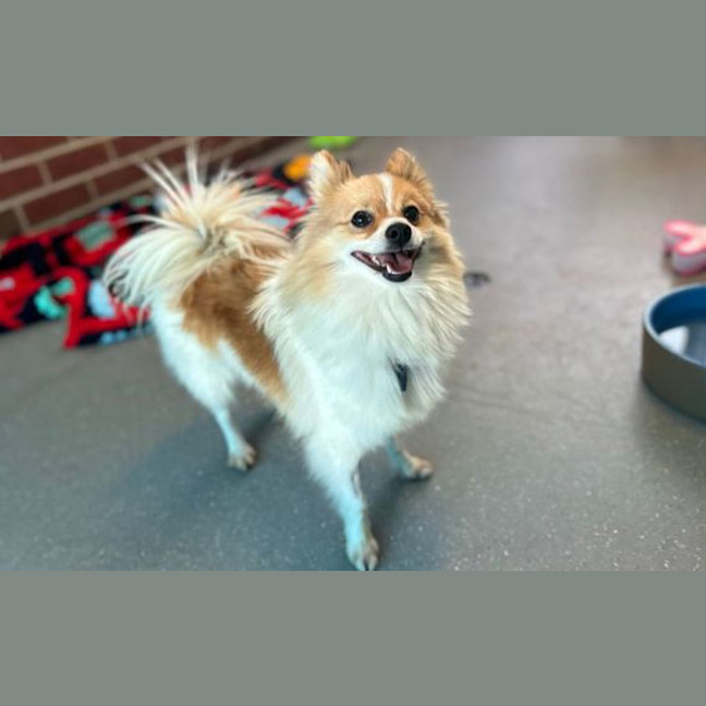 Photo of Marbles