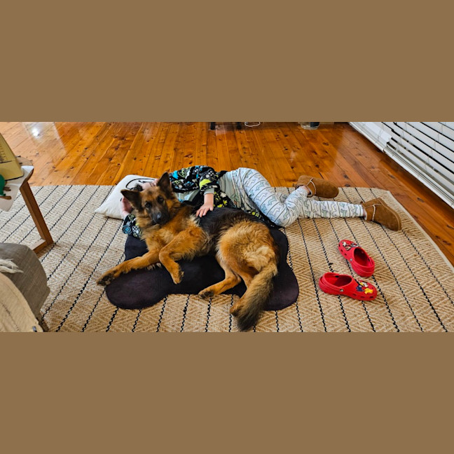 Photo of Sasha   4 Year Old German Shepherd