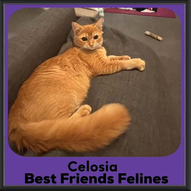 Photo of Celosia