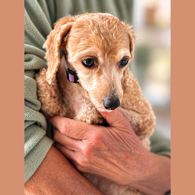 Photo of Daisy