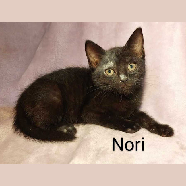 Photo of Nori