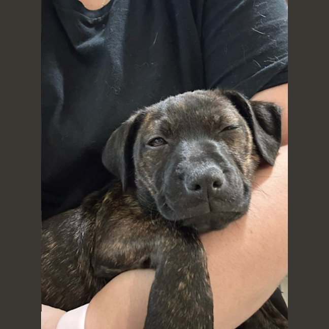 Photo of Mocha