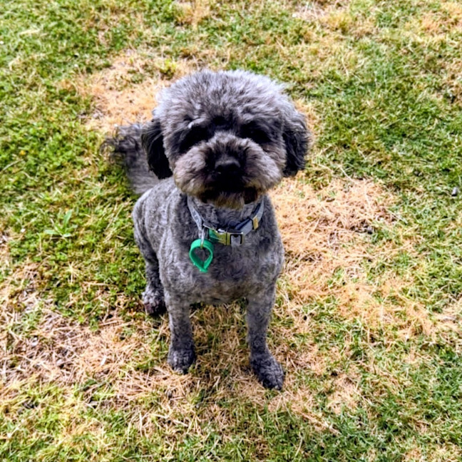 Photo of Dusty