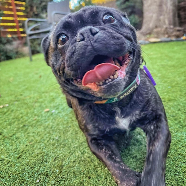 Photo of 🍇Raisin🍇