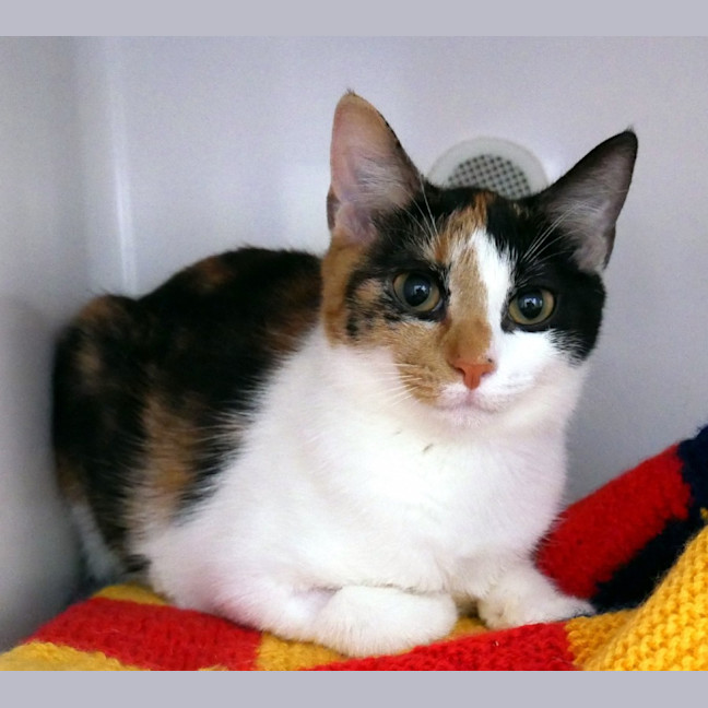 Photo of Maisie Suk012842