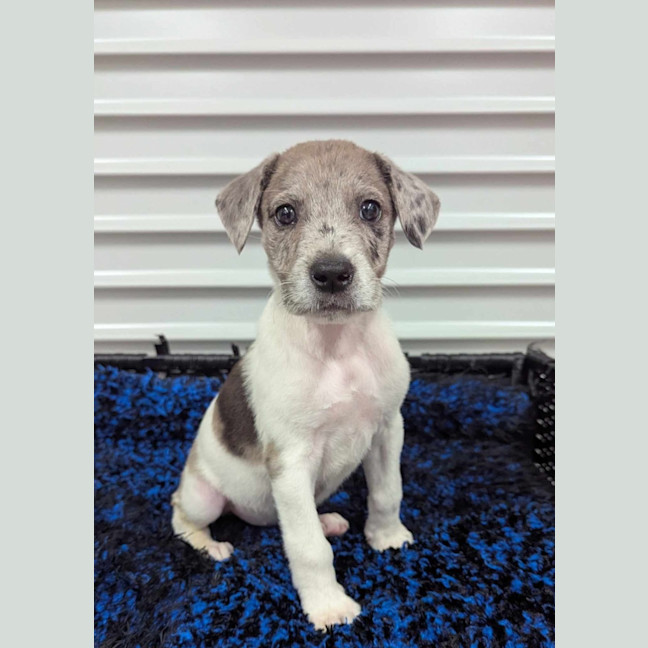 Photo of Indiana Bones