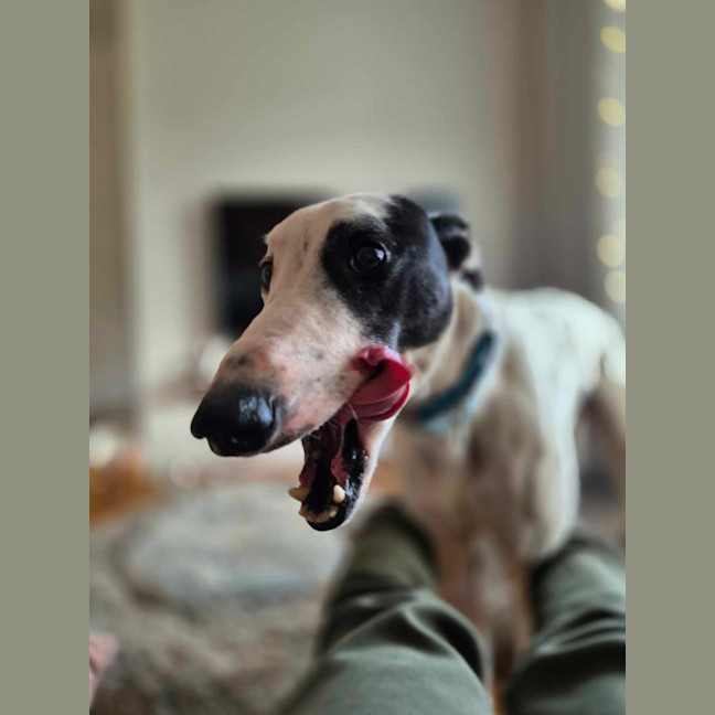 Photo of Patch The Greyhound